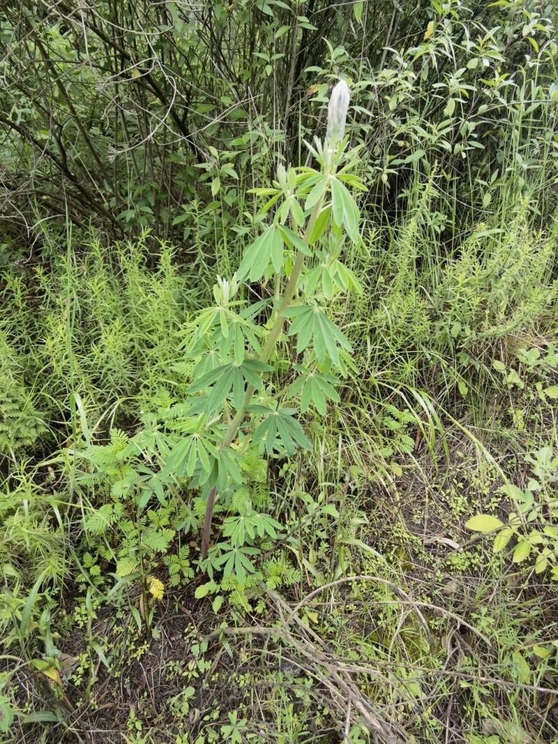 Lupinus hintonii photo 5