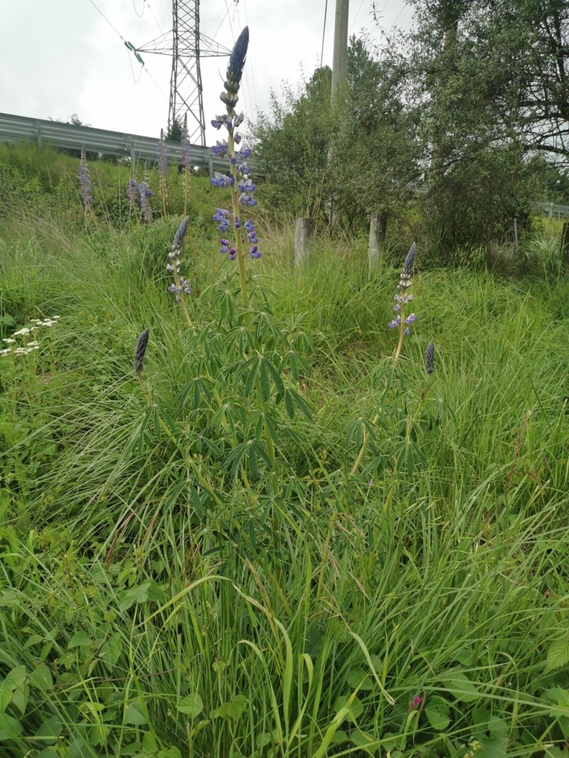 Lupinus hintonii photo 6