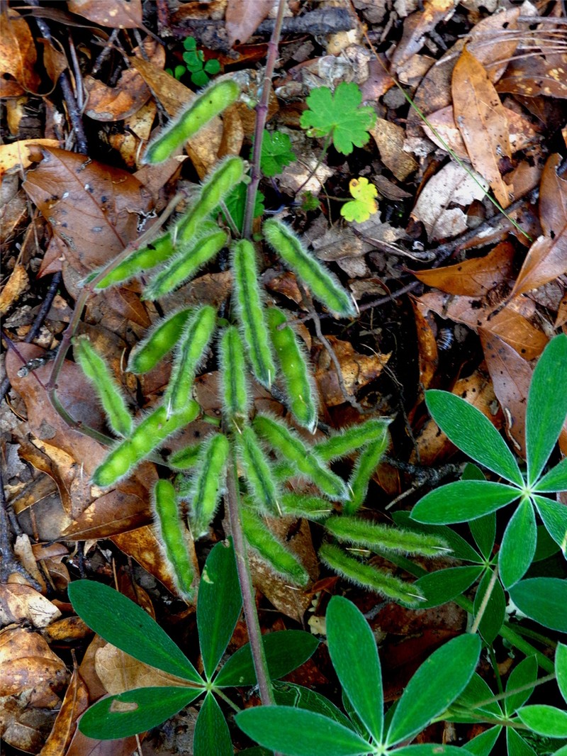 Lupinus hintoniorum