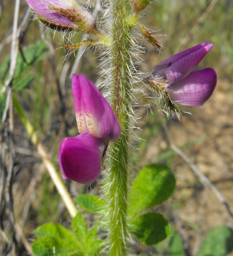 Stinging Annual Lupine