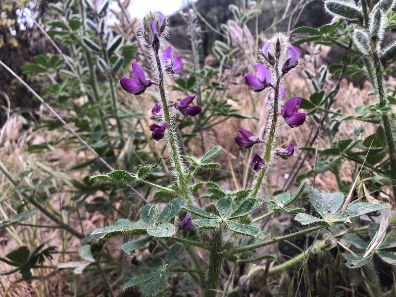 Stinging Annual Lupine photo 3