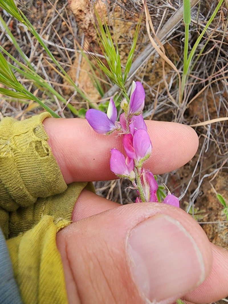 Stinging Annual Lupine photo 4