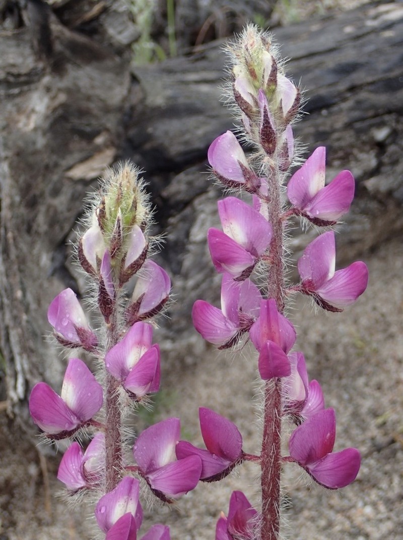 Stinging Annual Lupine photo 5
