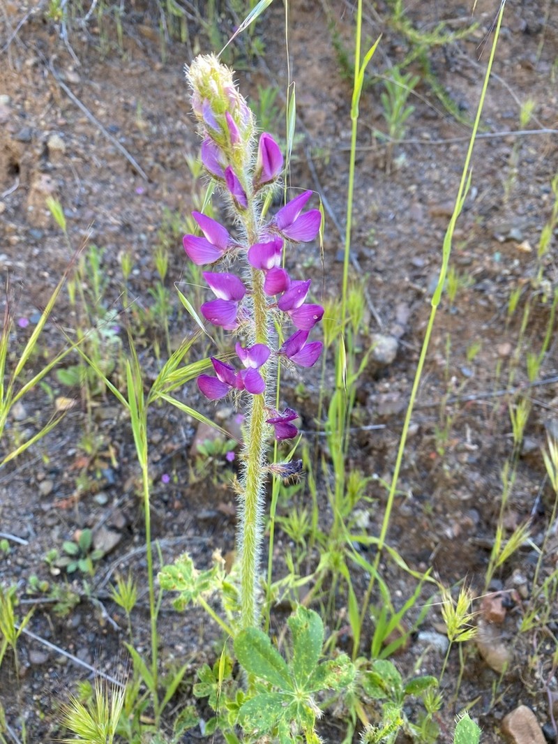 Stinging Annual Lupine photo 6