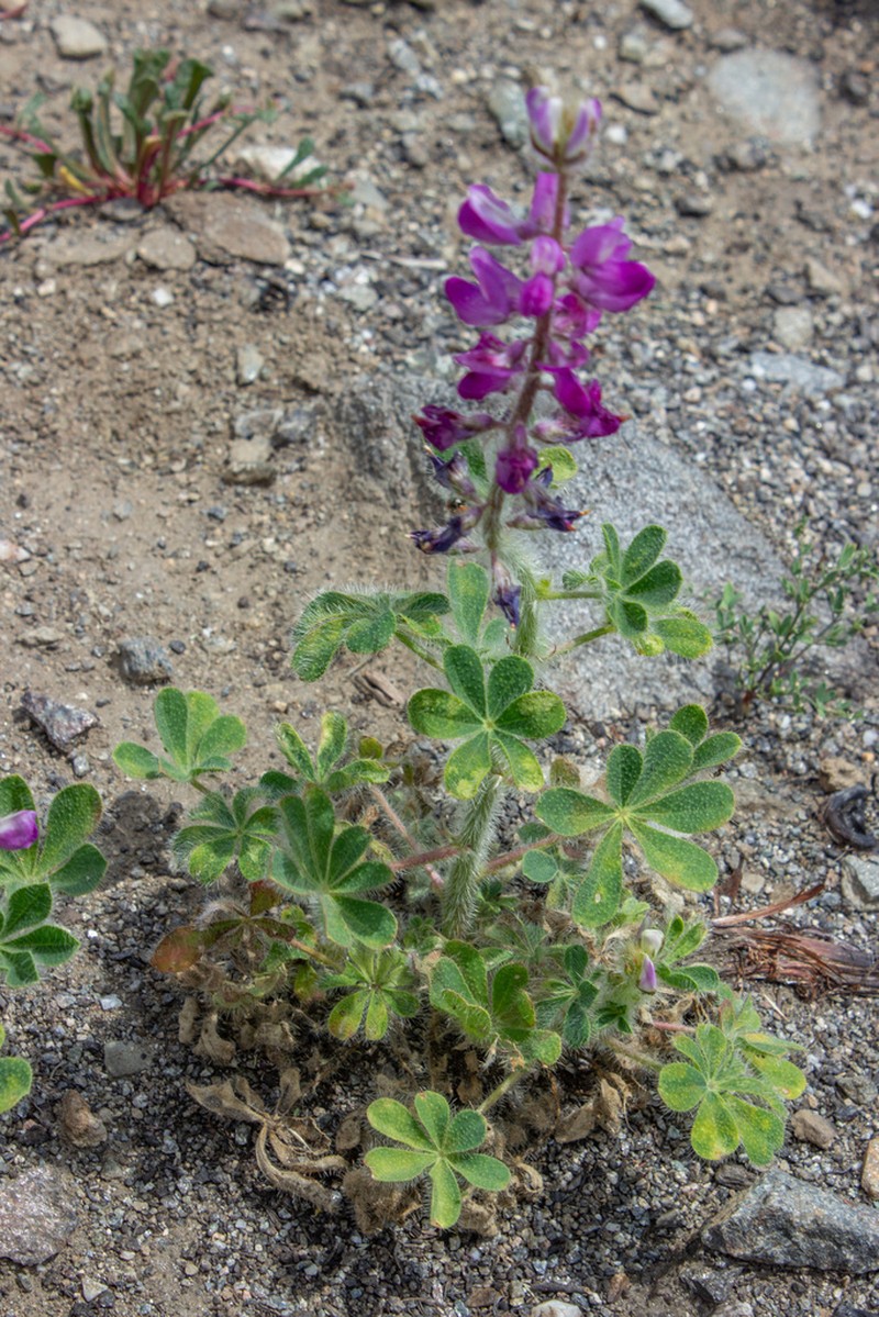 Stinging Annual Lupine photo 7