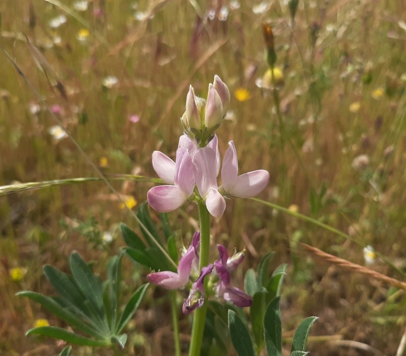 Spanish Lupine photo 2