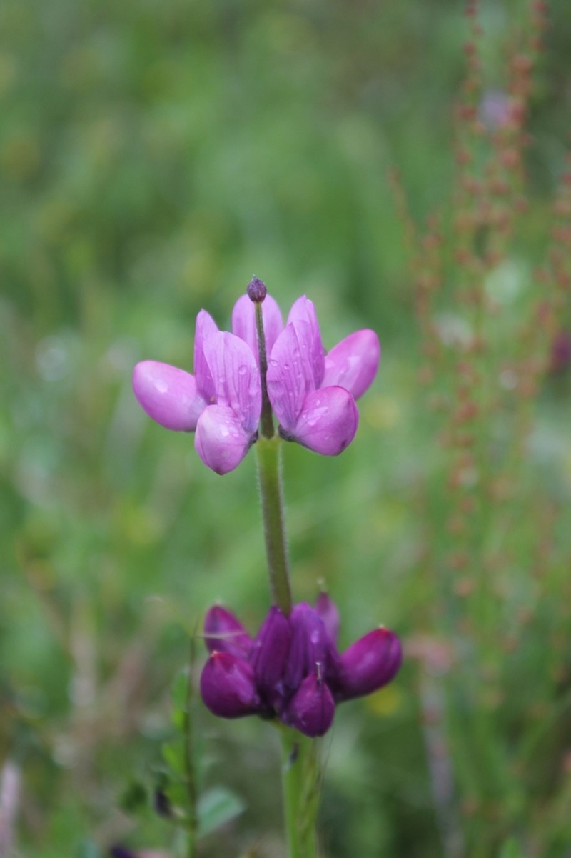 Spanish Lupine photo 3