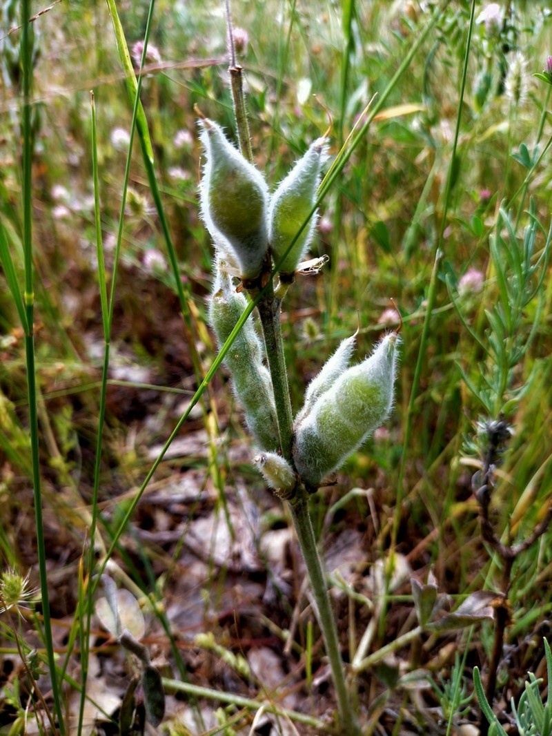 Spanish Lupine photo 4