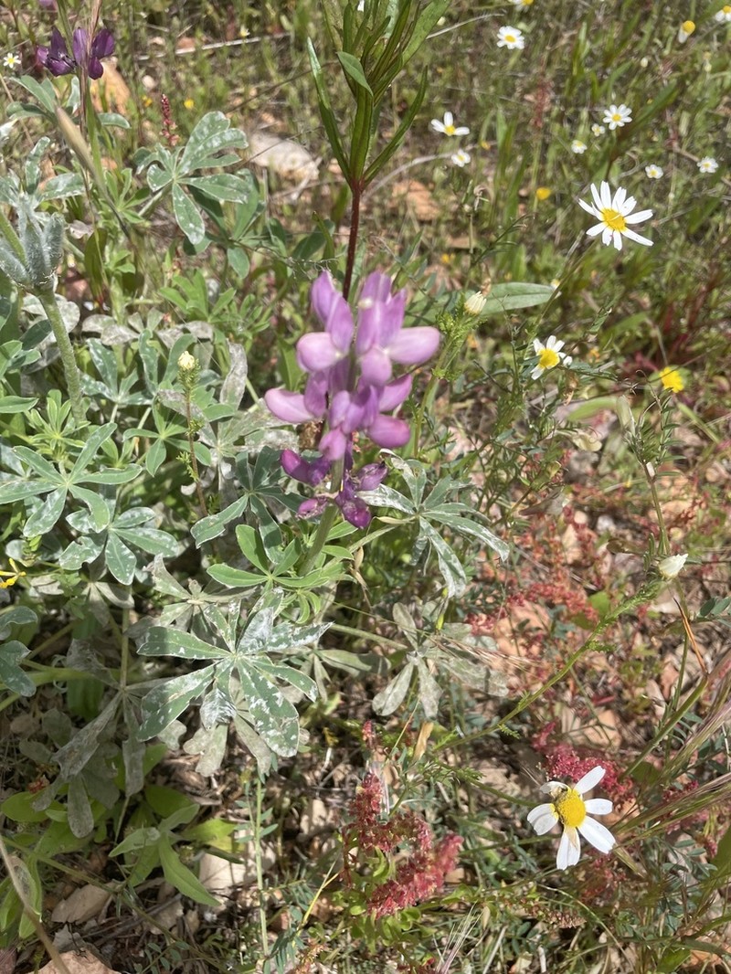 Spanish Lupine photo 5