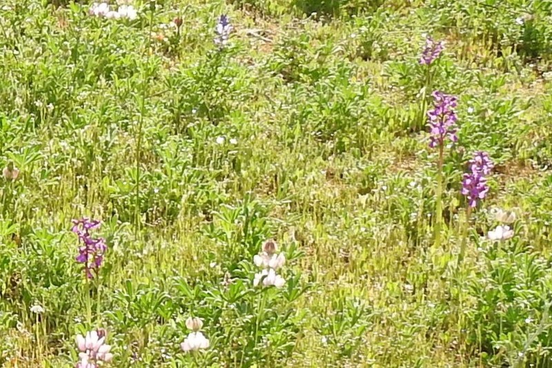 Spanish Lupine photo 6