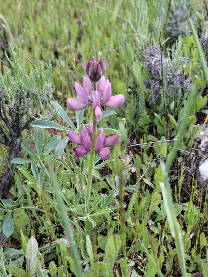 Spanish Lupine photo 7