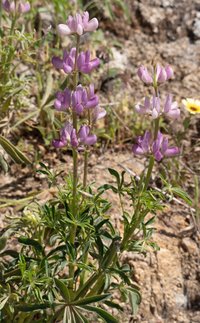 Spanish Lupine