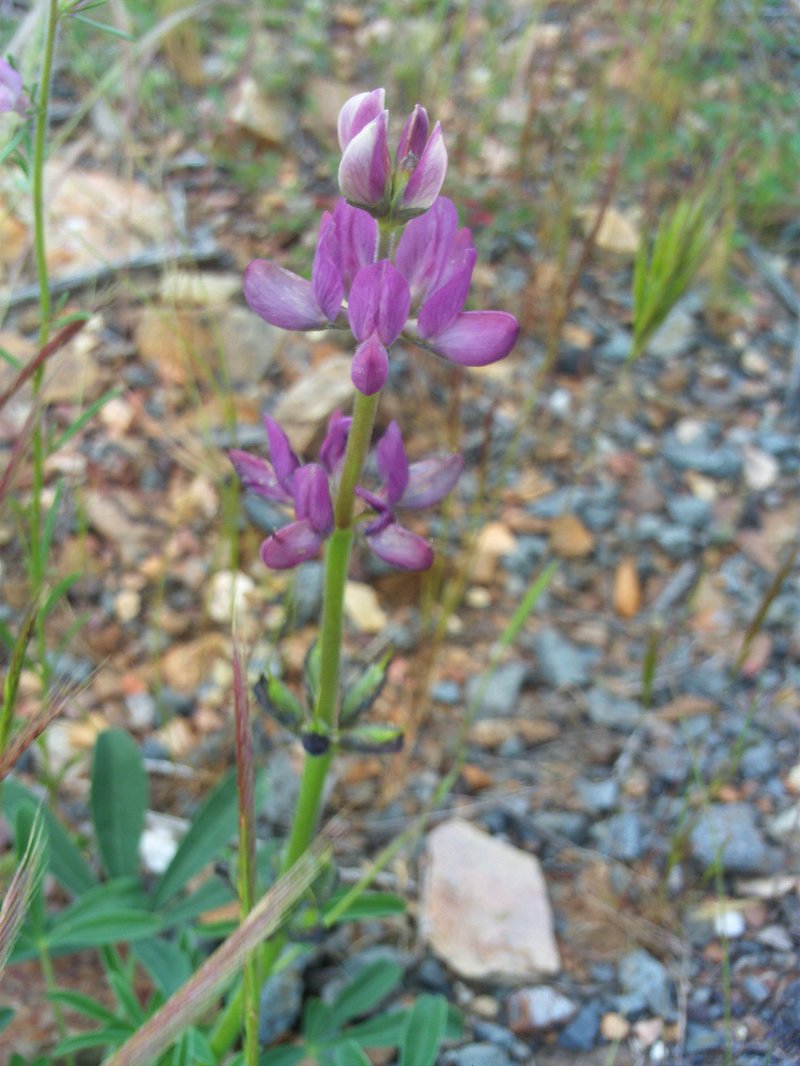 Spanish Lupine