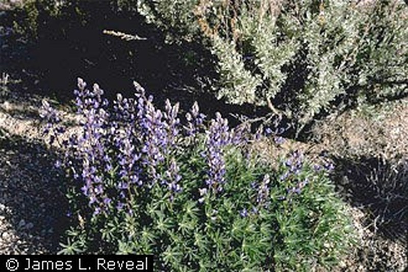 Holmgren's Lupine