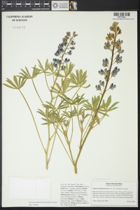 Holmgren's Lupine