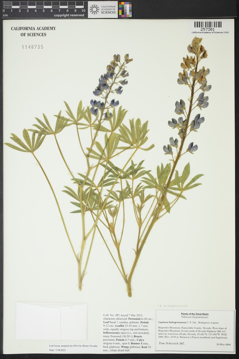 Holmgren's Lupine