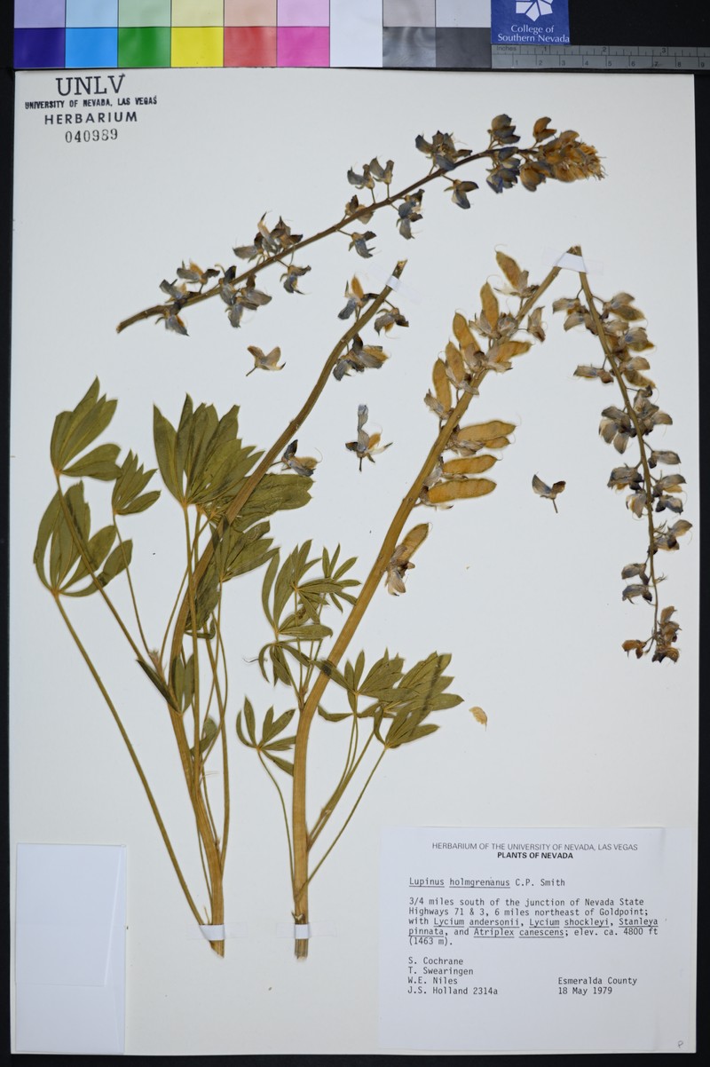 Holmgren's Lupine photo 2