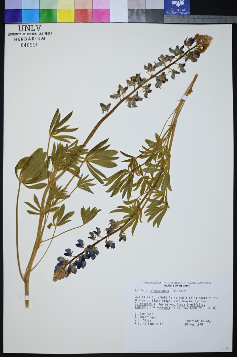 Holmgren's Lupine photo 3