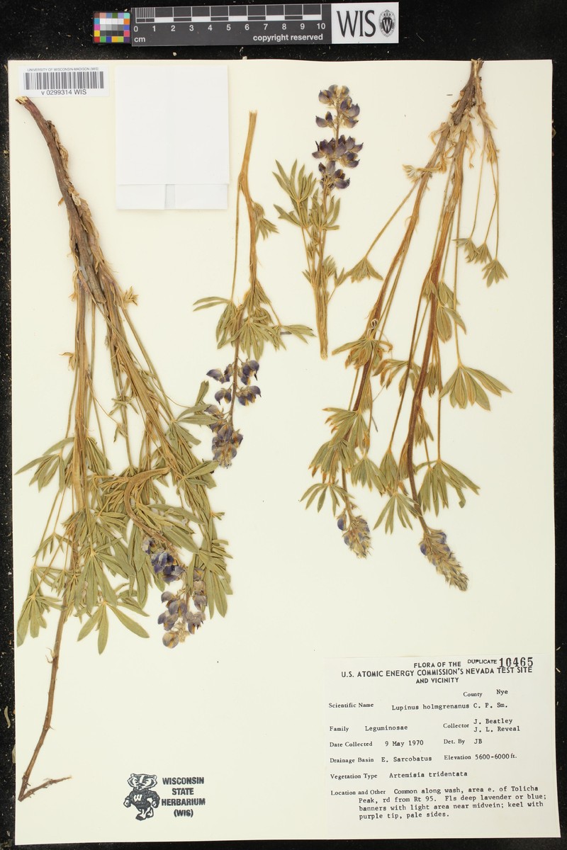 Holmgren's Lupine photo 4