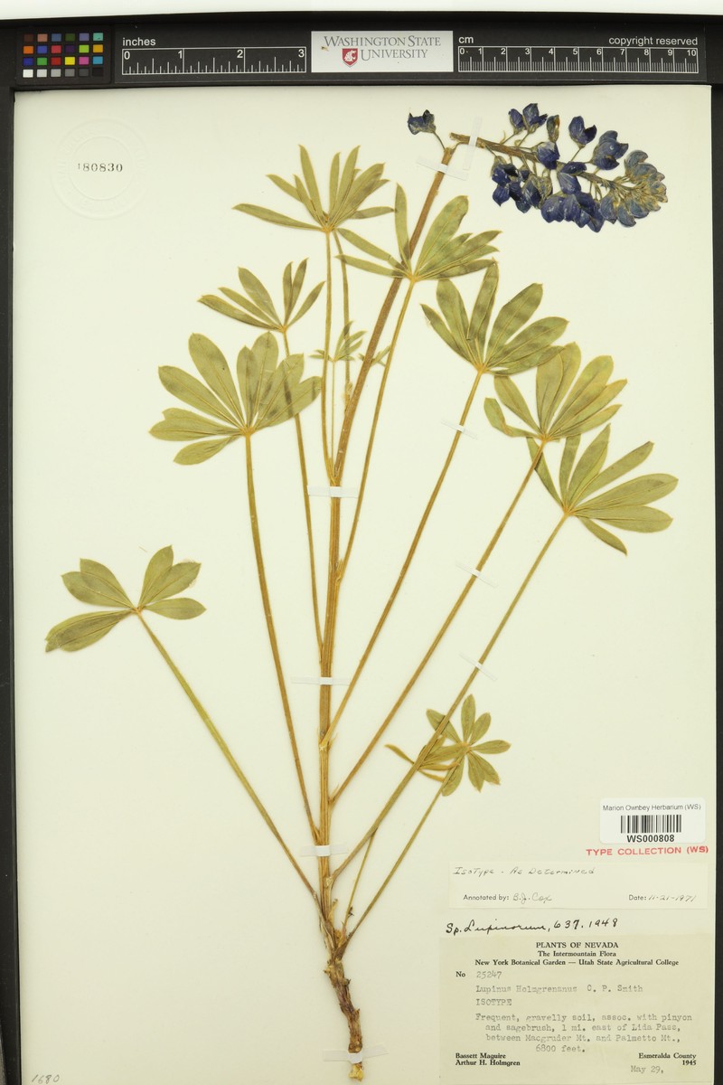 Holmgren's Lupine photo 5
