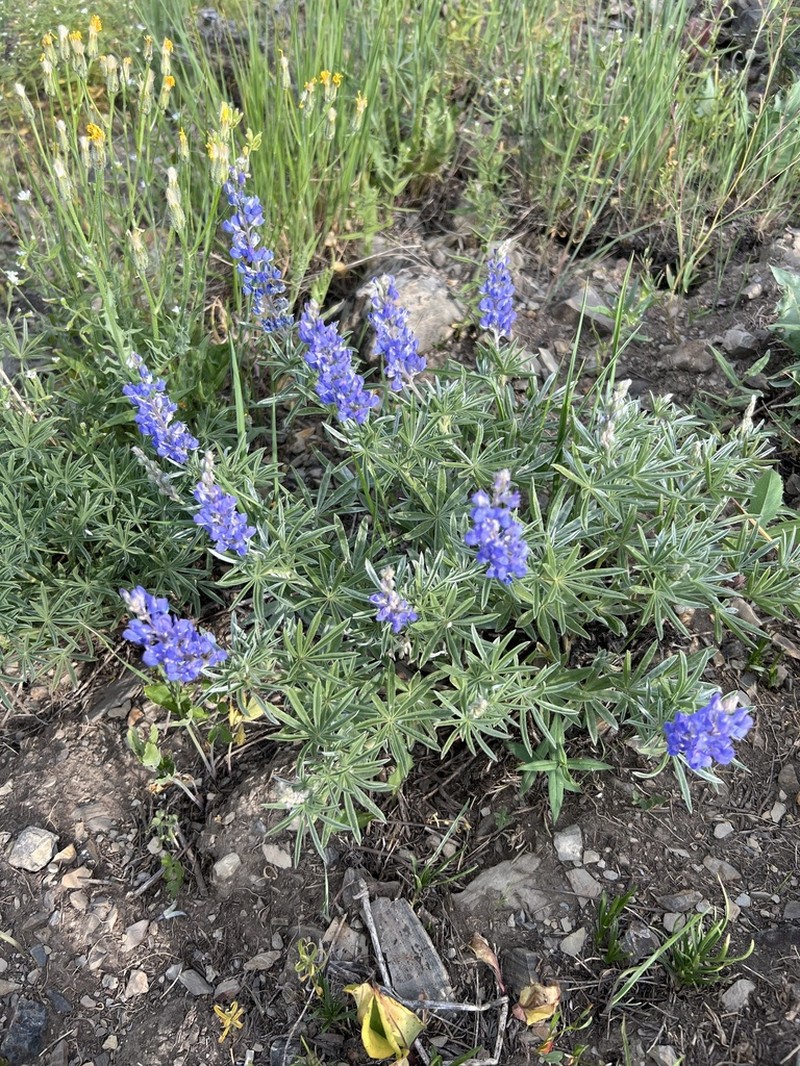 Holo Lupine photo 2
