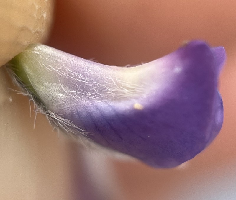 Holo Lupine photo 4