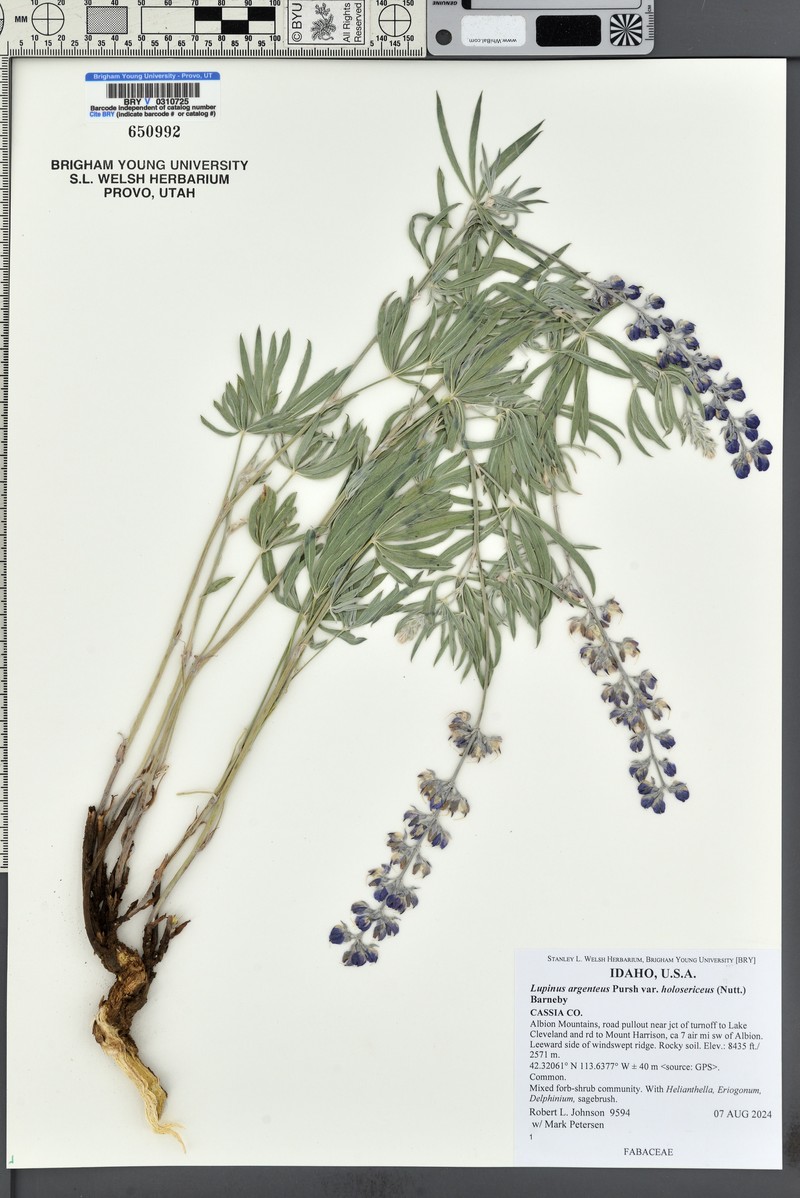Holo Lupine photo 6