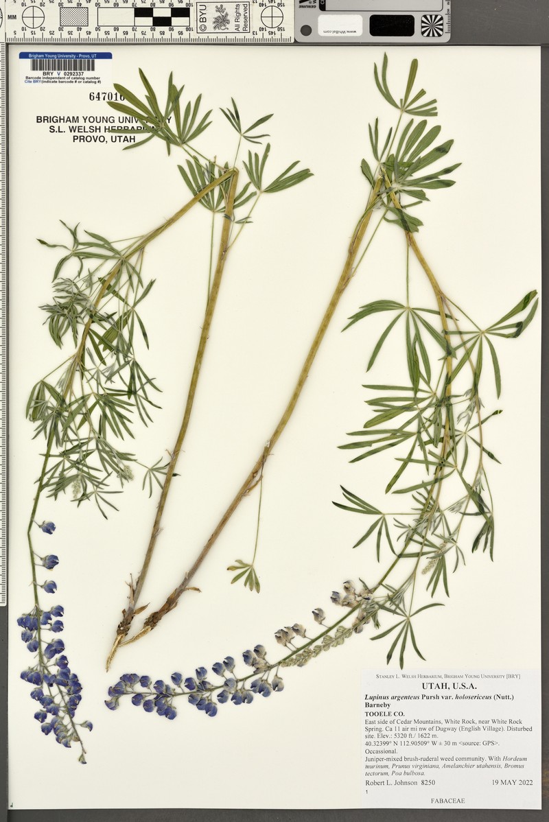 Holo Lupine photo 7