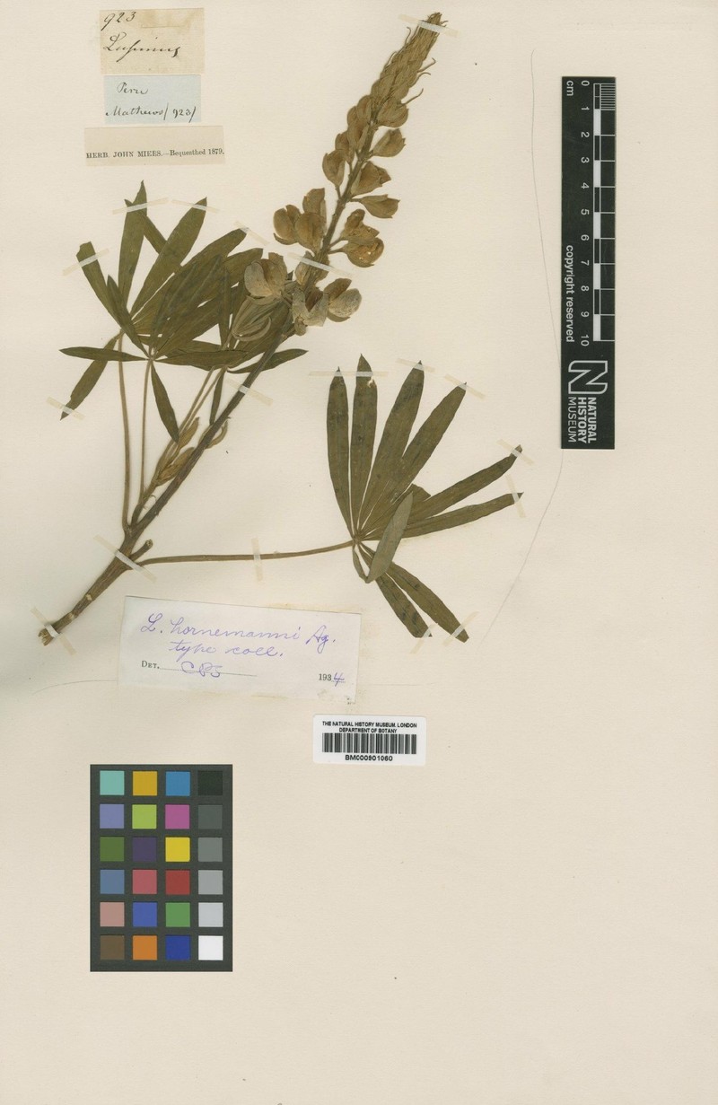 Lupinus hornemannii