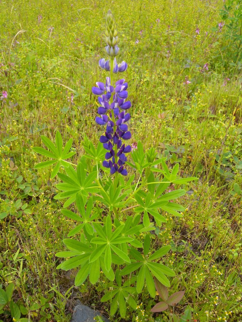 Lupinus hornemannii photo 2