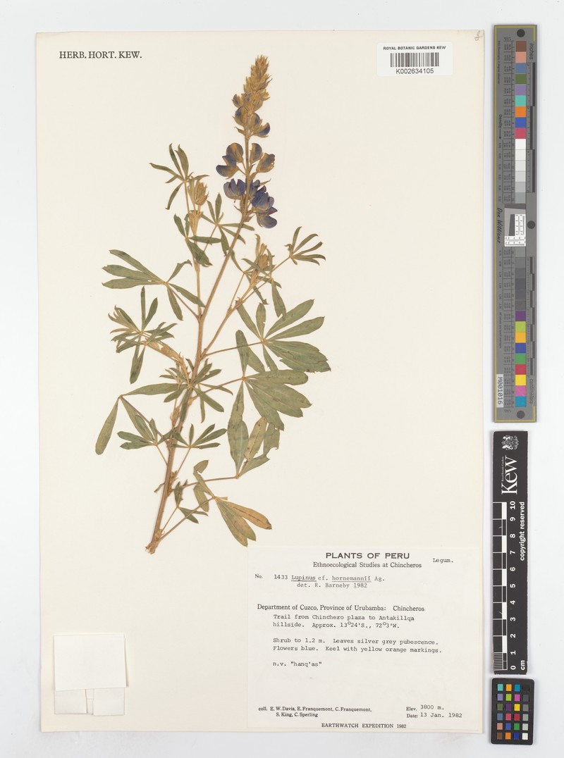 Lupinus hornemannii photo 3