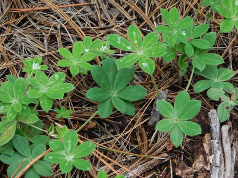 Lupinus howardii