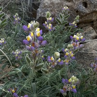 Huachuca Mountain Lupine