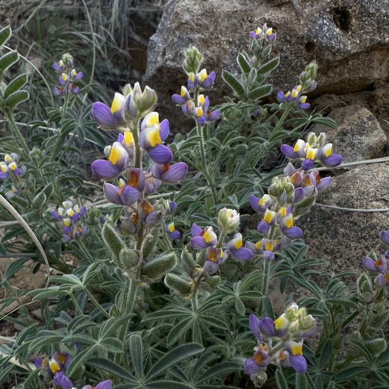 Huachuca Mountain Lupine