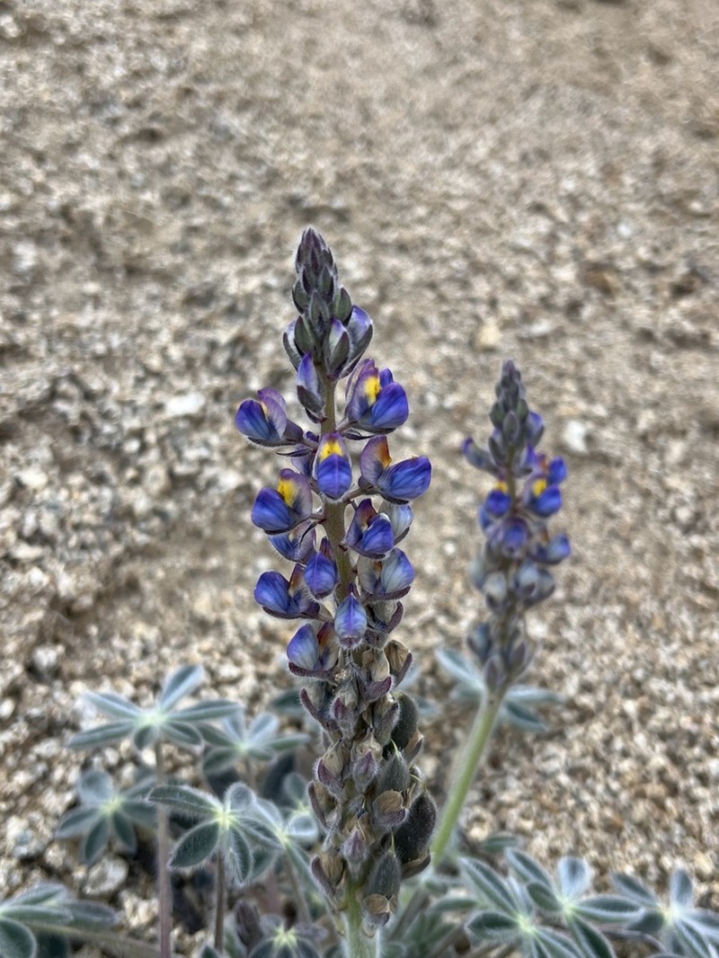 Huachuca Mountain Lupine photo 2
