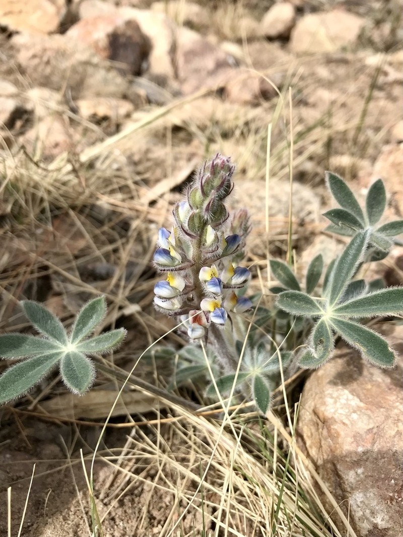 Huachuca Mountain Lupine photo 3
