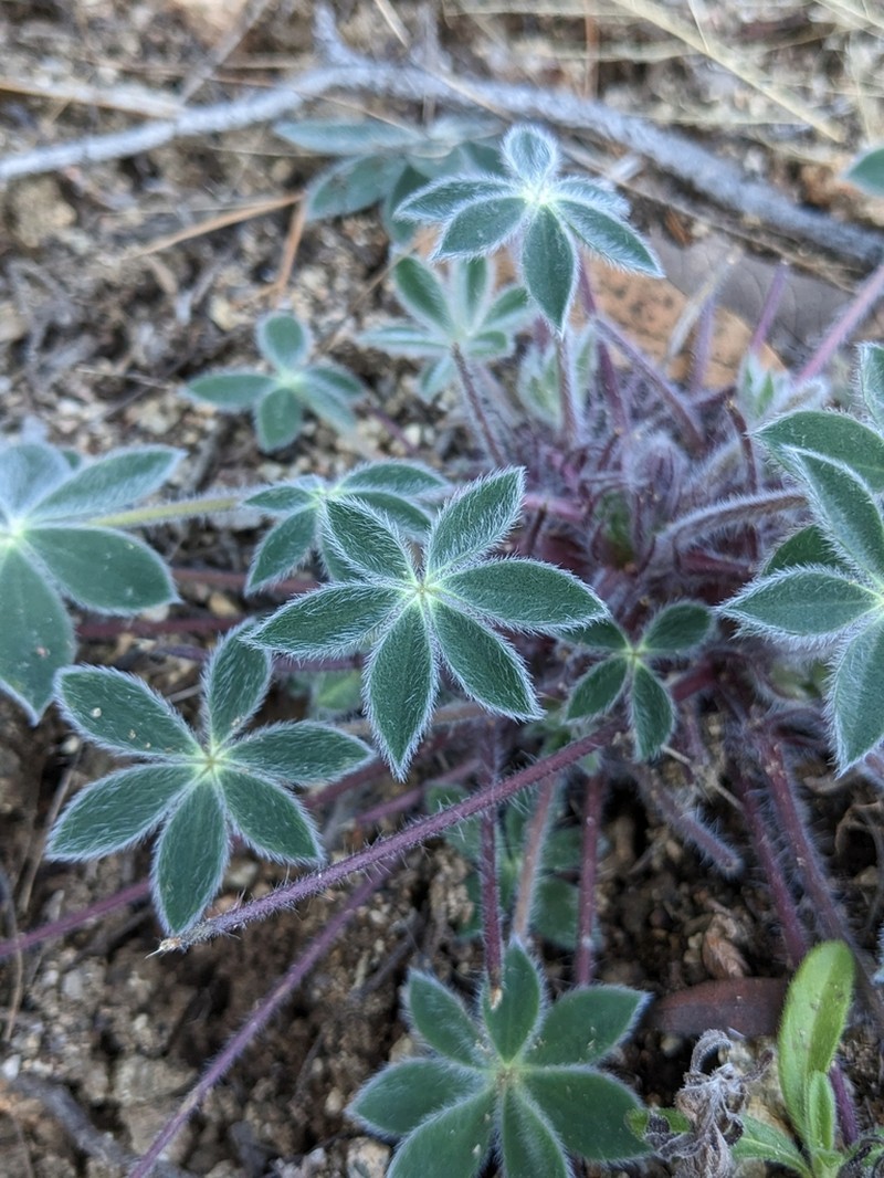 Huachuca Mountain Lupine photo 4