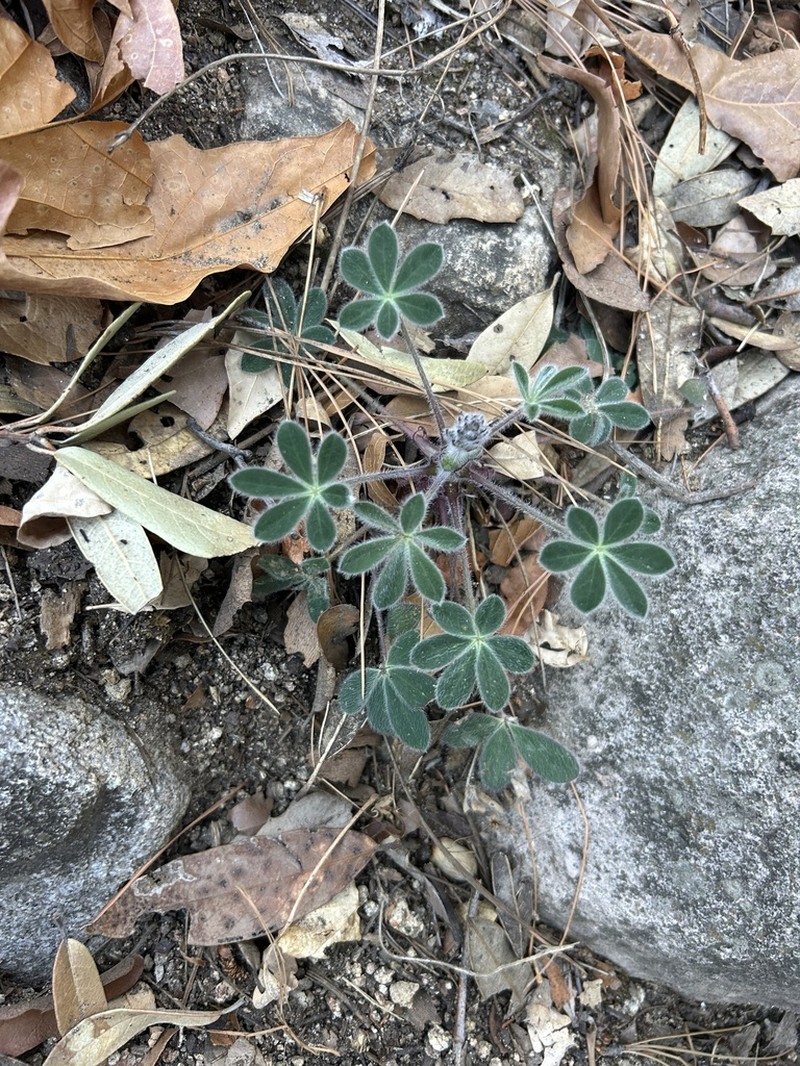 Huachuca Mountain Lupine photo 5
