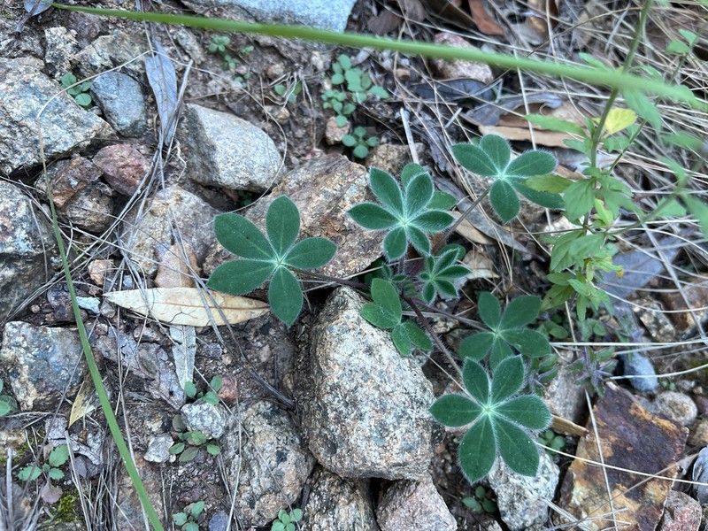Huachuca Mountain Lupine photo 6