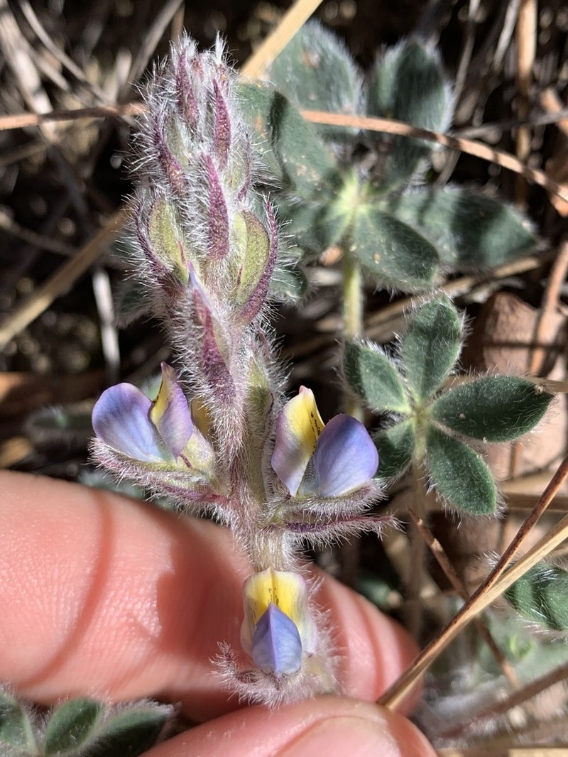 Huachuca Mountain Lupine photo 7