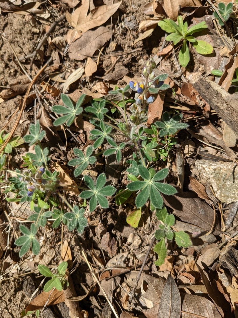 Huachuca Mountain Lupine photo 8