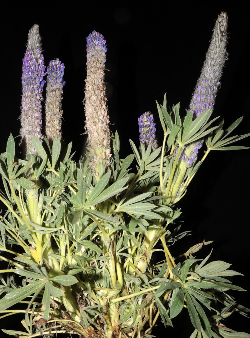 Lupinus huaronensis photo 2