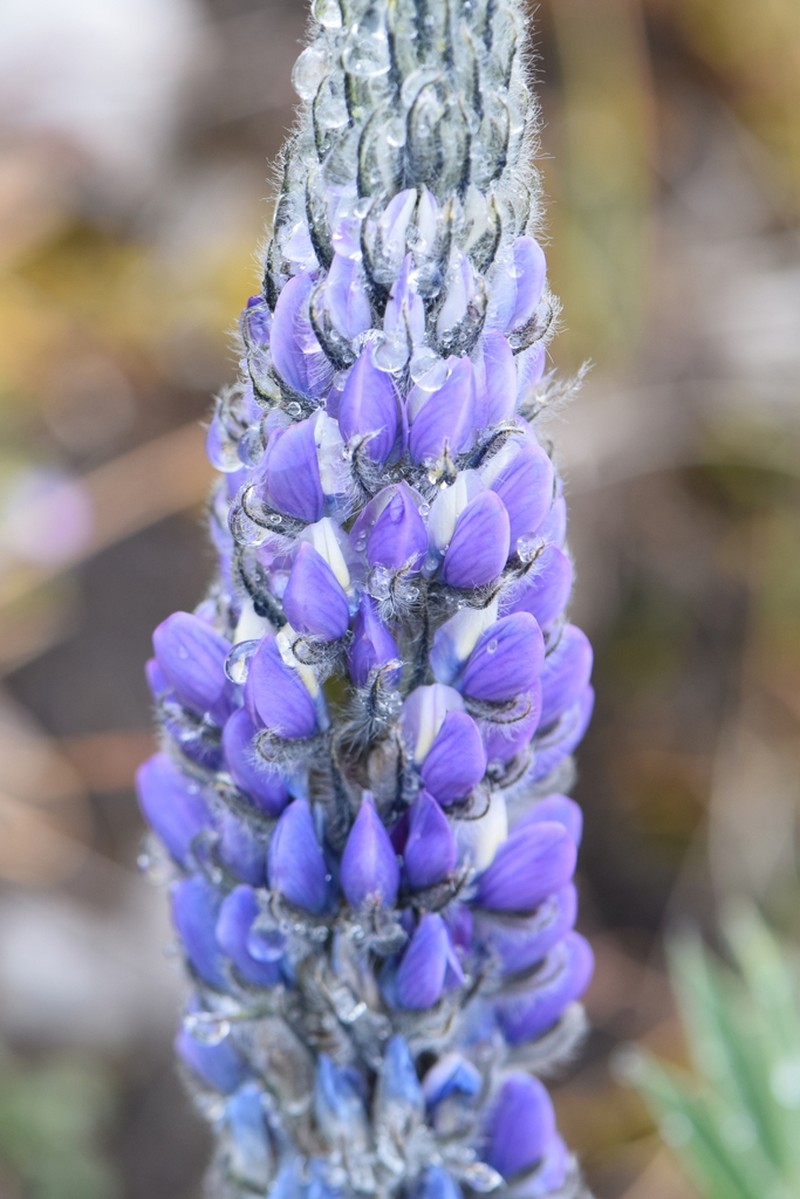 Lupinus huaronensis photo 3