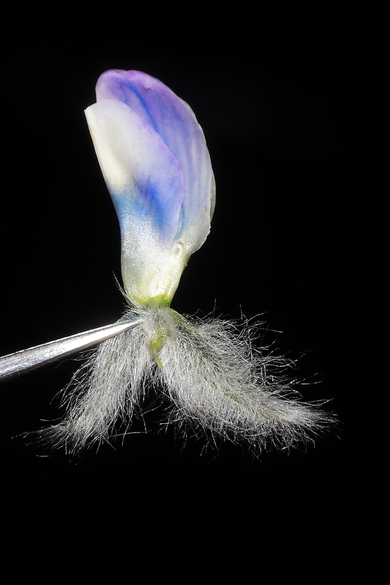Lupinus huaronensis photo 4