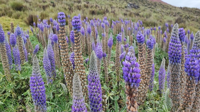 Lupinus huaronensis photo 5