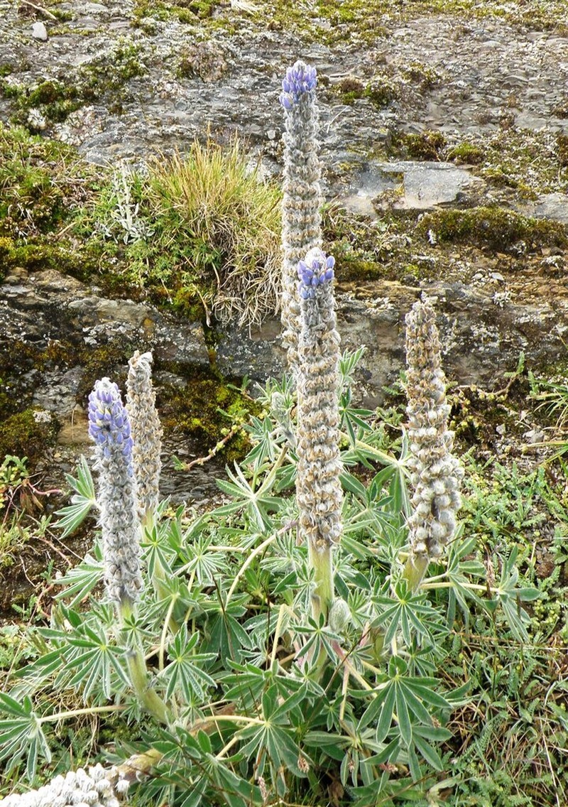 Lupinus huaronensis photo 6