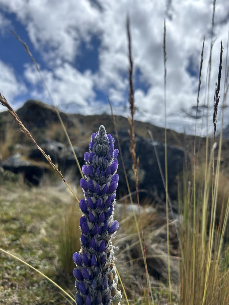 Lupinus huaronensis photo 7