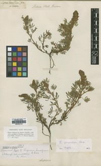 Lupinus humifusus