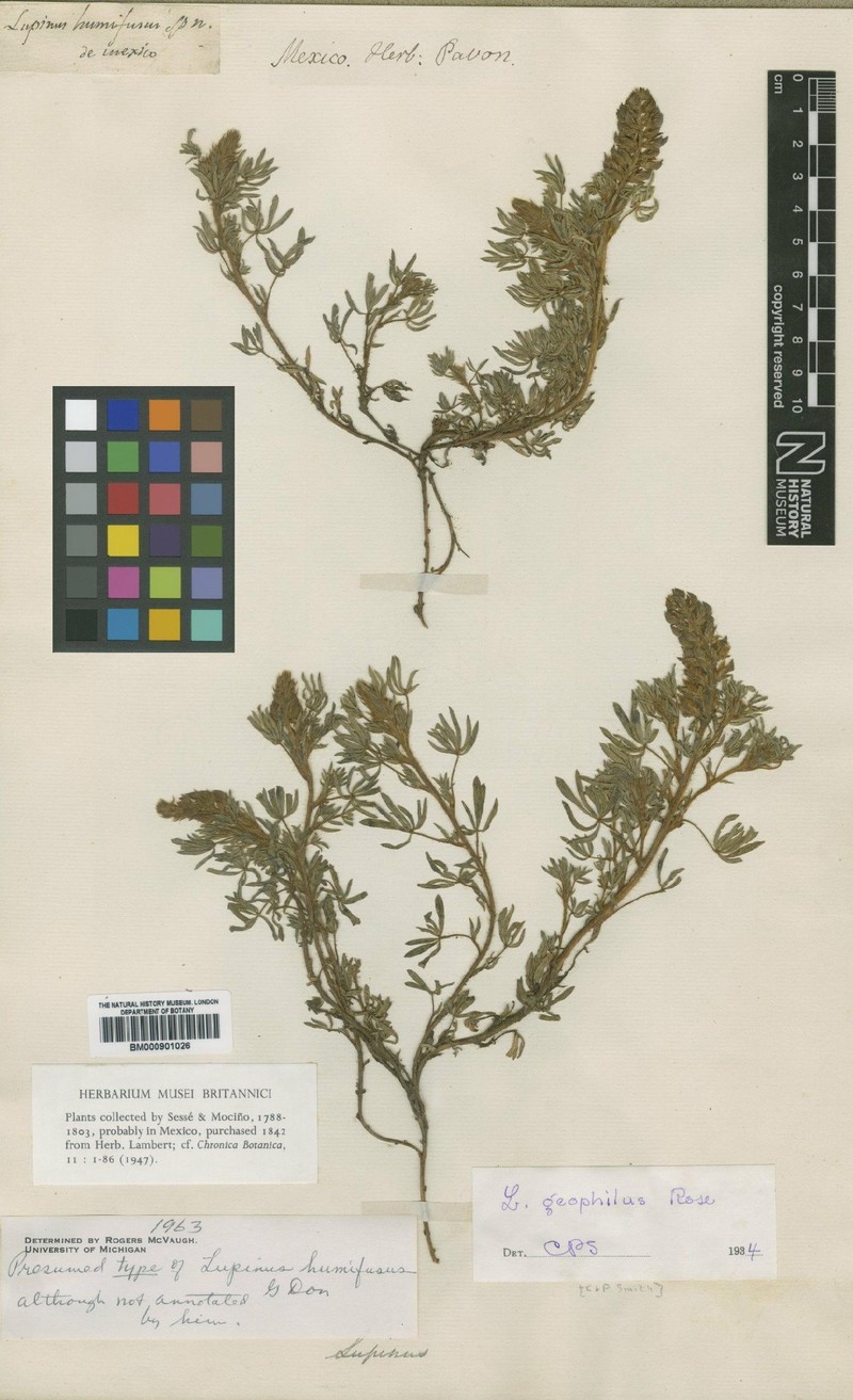 Lupinus humifusus