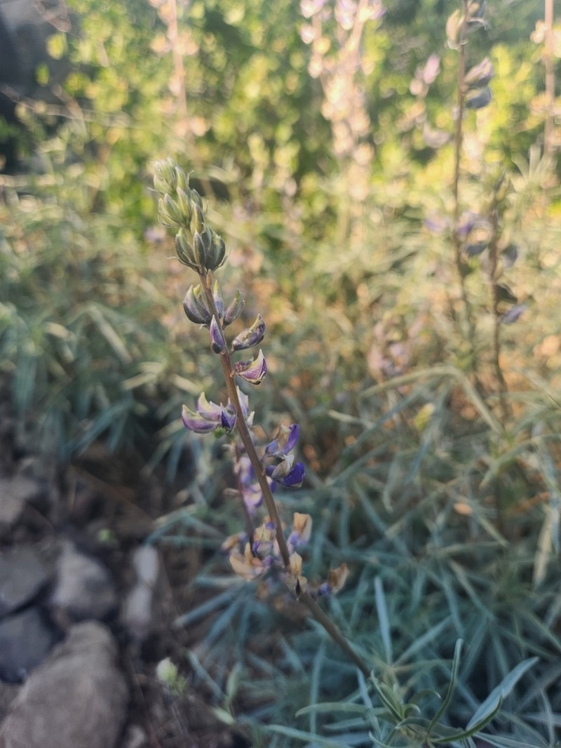 San Jacinto Lupine